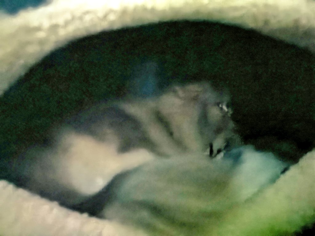 おやすみなさい(-_-)zzz