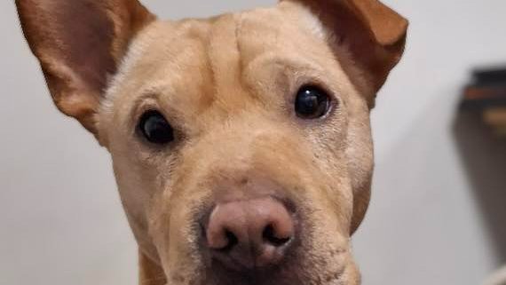 Animal Adoptions UK 🐕🦺🐈🐎❤️ tweet media