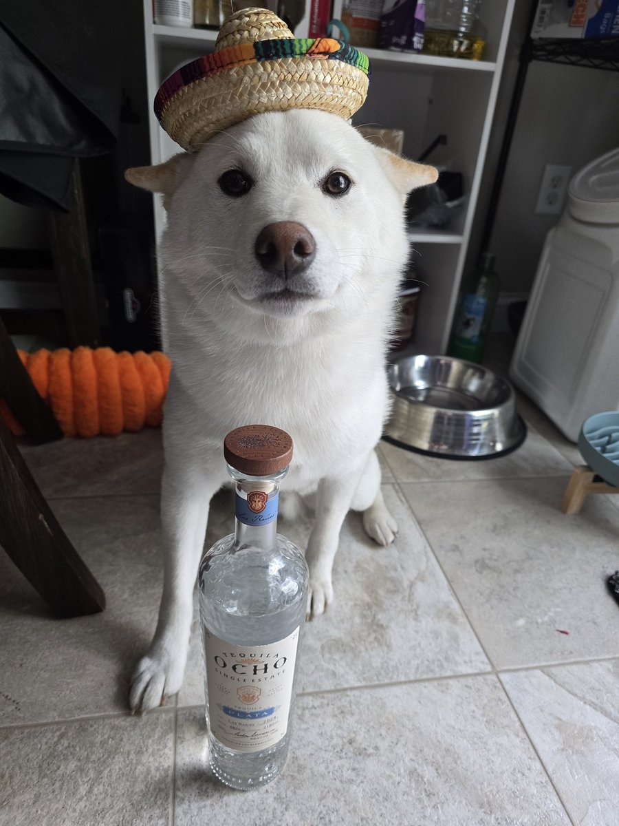VolitheBooli's tweet photo. One day late but happy Cinco de Mayo 😎 
#Shiba #shibainu #shibasofx #dogsofx https://t.co/lcUD3OPIKp