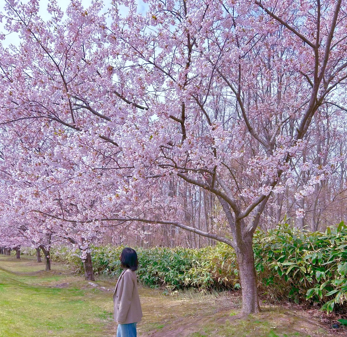 Haruna tweet media
