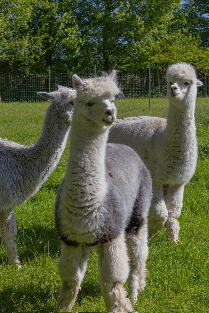 talindee's tweet photo. 📸 Alpacas perfectly know they are real supermodels 🙃 #ShotOnCanon #Canon R50 #Alpaca https://t.co/WcUbFRky7l
