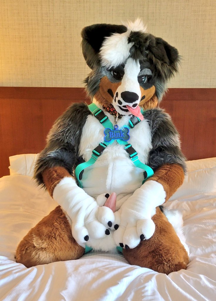 KnottyCollie's tweet photo. Hello! Welcome to my sinful corner of the interwebs!

I'm here to be a general horn-dog, post the occasional softsuiting/petsuit stuff, make friends and have a good time. 

-Male
-Bi
-Demi
-Service/vers Top
-Single (and not looking)
-Open to collabs/fun with MUTUALS. https://t.co/7TDvmDAnhR