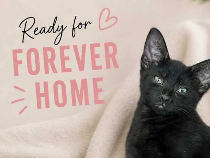 MNashCatRescue's tweet photo. Hand-reared Pip (girl), Squeak (girl), and Bubble (boy) are friendly, confident, playful, affectionate &amp; more! Looking for a safe 🏠 as a trio or a pair, with the single kitten going to a 🏠 with a young kitten/cat for company #AdoptDontShop #WhiskersWednesday #Buckinghamshire https://t.co/vYJAU0EwZc