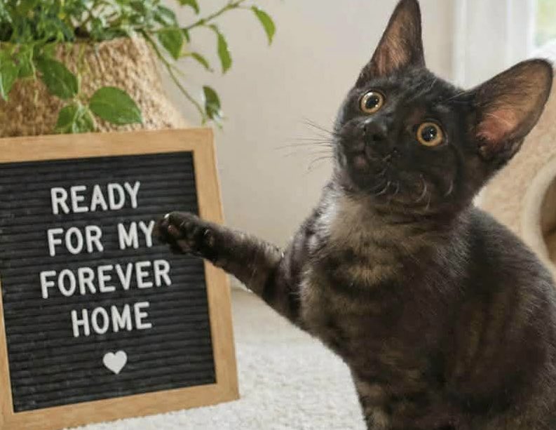 MNashCatRescue's tweet photo. Hand-reared Pip (girl), Squeak (girl), and Bubble (boy) are friendly, confident, playful, affectionate &amp; more! Looking for a safe 🏠 as a trio or a pair, with the single kitten going to a 🏠 with a young kitten/cat for company #AdoptDontShop #WhiskersWednesday #Buckinghamshire https://t.co/vYJAU0EwZc
