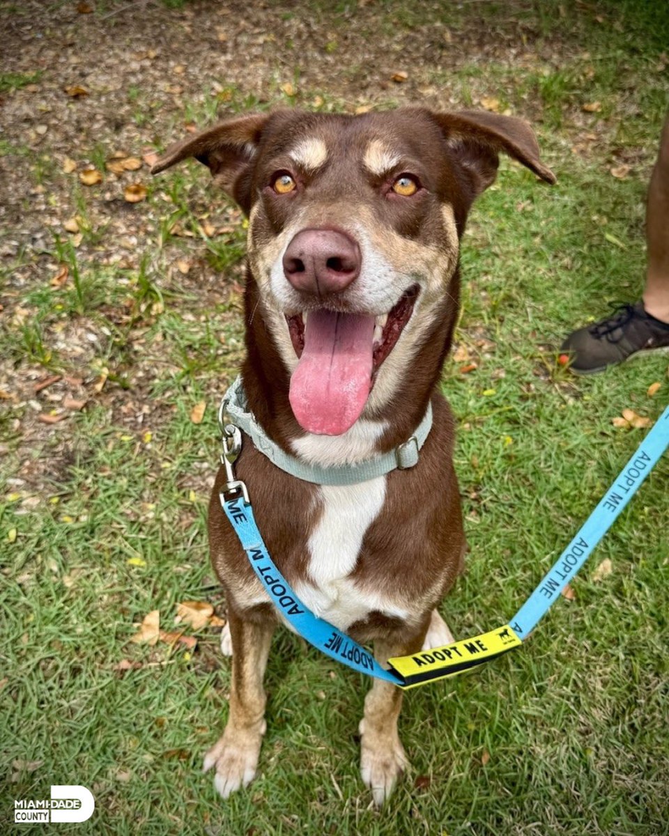 AdoptMiamiPets's tweet photo. It’s National Pet Month… and while we’re celebrating, these pups are still waiting. 🐾 Ready for a fresh start, a loving home, and a lifetime of memories. Swipe through, fall in love, and come meet your match ✨ https://t.co/msUraPOWvl