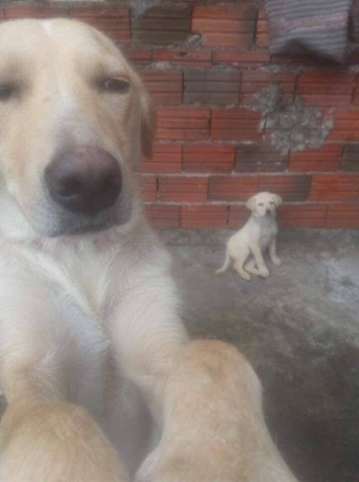 dog tweet media
