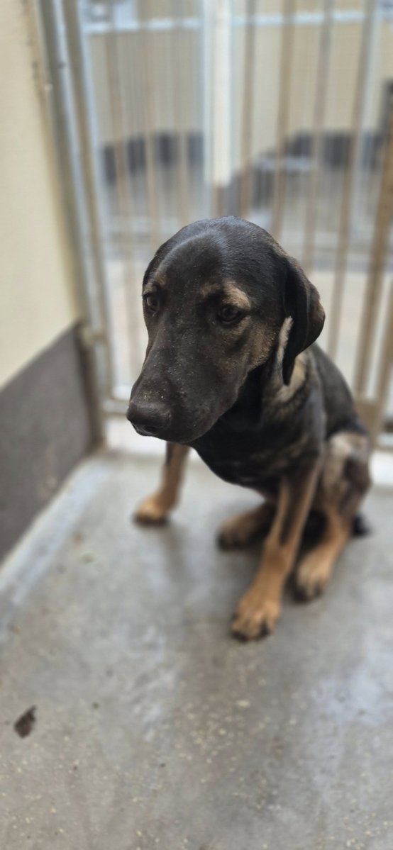 Please retweet to help Zala find her owner or a rescue shelter space #STOKE #UK 
FOUND Wed 6 May 2026 -
NOW IN A COUNCIL POUND 💔💔💔💔💔
ZALA HAS BEEN FOUND AS A STRAY IN JUBILEE PARK #SANDWELL. REF SANDWELL 40695
PENDING INTEREST IF ZALA IS NOT RE-CLAIMED 
we are aware that