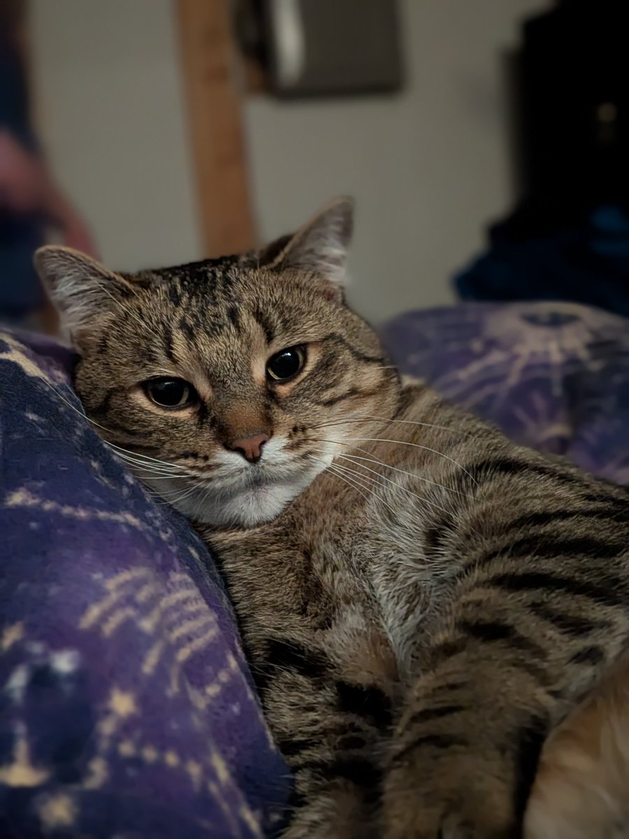that_catlady97's tweet photo. @tru_fru Nugget 💜 https://t.co/eom1sCr2A9