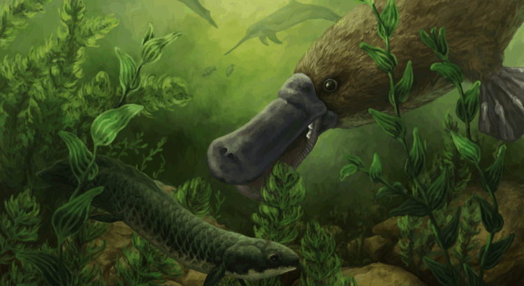 PaleontologieFr's tweet photo. Un #ornithorynque fossile… avec des dents !
#Obdurodon (~25 Ma) montre que l’anatomie du célèbre #mammifère existait déjà, mais avec une dentition aujourd’hui disparue.
📰https://t.co/rghuxDsh4M
🔎https://t.co/9a4xZpkDJS https://t.co/YhtmvgV8QZ