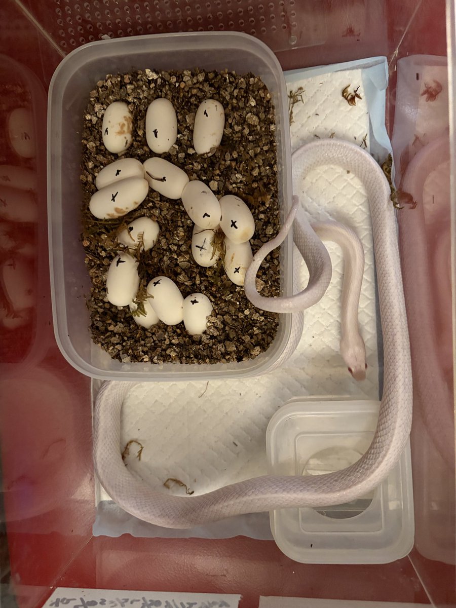 Reptiles_lab's tweet photo. #コーンスネークグレイシャー　#ラベンダーダブルヘテロアメラニアネリ　との交配　もともと食が細く産卵前もそんなにパンパンではなかったけど、立派な卵を15個　スラッグなし、ご苦労様でした。 https://t.co/RefA4NQFz7