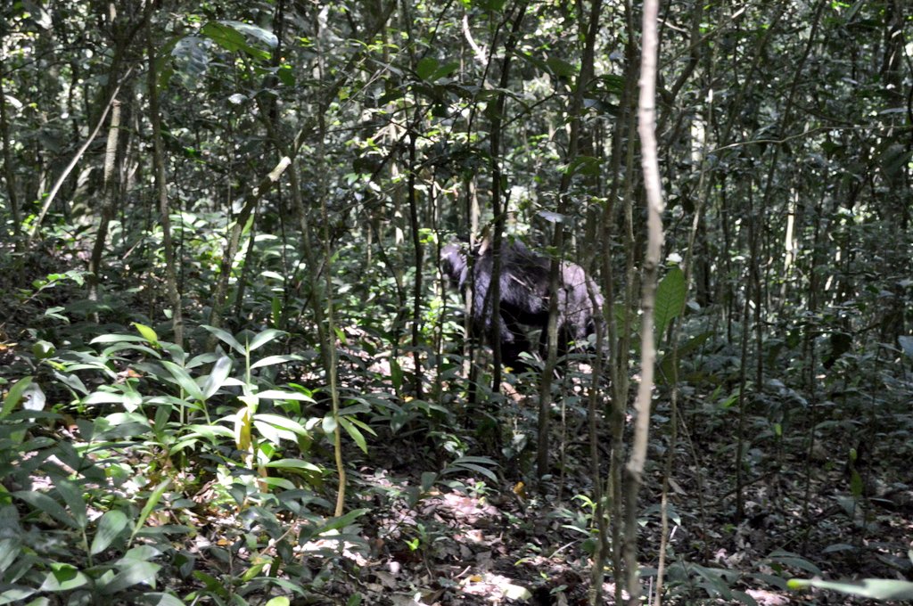RemmyAsiteza's tweet photo. From the so-called “chimpanzee civil war” to the reality of how these primates live, compete, communicate, and survive, there is far more to this story than the headlines many have seen online.

A comprehensive @DailyExpressUg field report awaits this experience. #ExpressUpdates https://t.co/TaAha1QFtQ