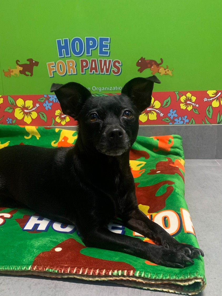 Hope For Paws tweet media