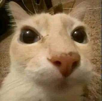 El 🐈⬛ fortinero tweet media