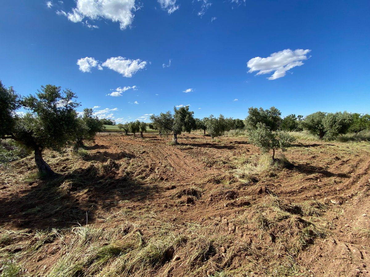 David_Griso's tweet photo. Late spring ploughing time. Grass is great but if left a bit longer competes big time with water . Even with last days rains there’s a big difference between the areas that were covered (drier soil) than those bare (much more humid) https://t.co/pyoVYQyQl8