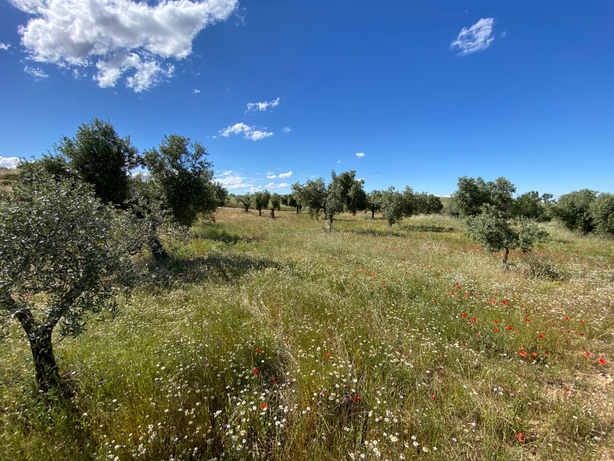 David_Griso's tweet photo. Late spring ploughing time. Grass is great but if left a bit longer competes big time with water . Even with last days rains there’s a big difference between the areas that were covered (drier soil) than those bare (much more humid) https://t.co/pyoVYQyQl8