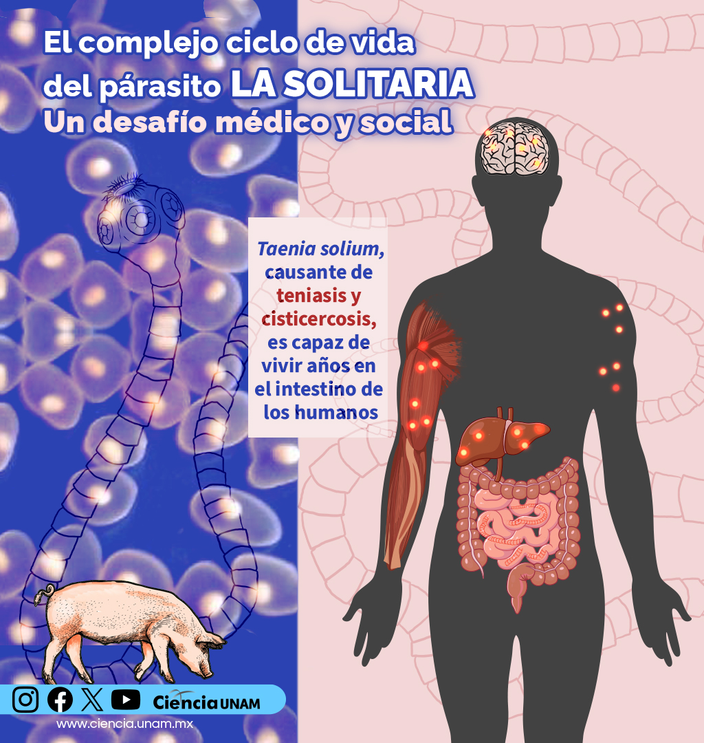 #Salud | La Taenia solium, mejor conocida como "la #solitaria", es un parásito que posee una gran capacidad de transformación. Su ciclo de vida es una de las estructuras más complejas de la naturaleza. 🤯
 bit.ly/3P5ZiDV