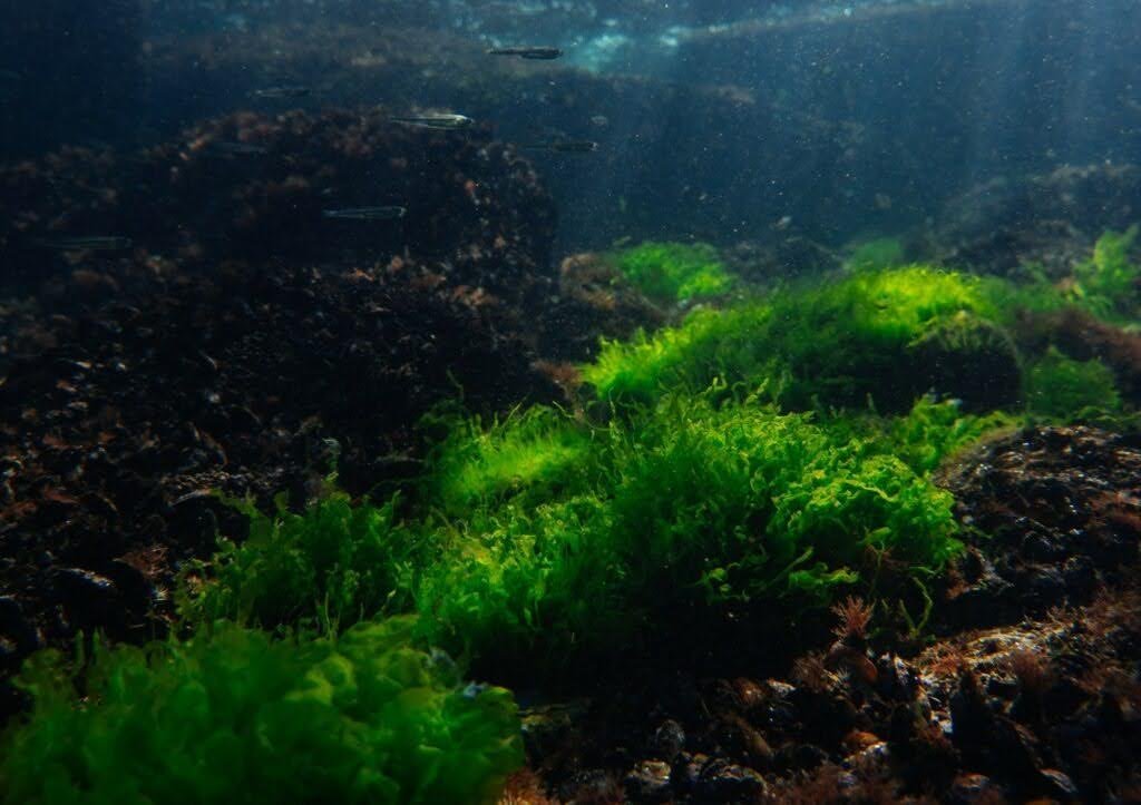 UWECWorkGroup's tweet photo. 1/ 🦐 How has Russia’s full-scale invasion of #Ukraine affected the spread of #invasive species in the Black Sea? Which alien species are most commonly found in the #Odesa region, particularly in the Black Sea?

🔗 Read more:
https://t.co/a5jp0iy4xn https://t.co/bC6AdgkshV