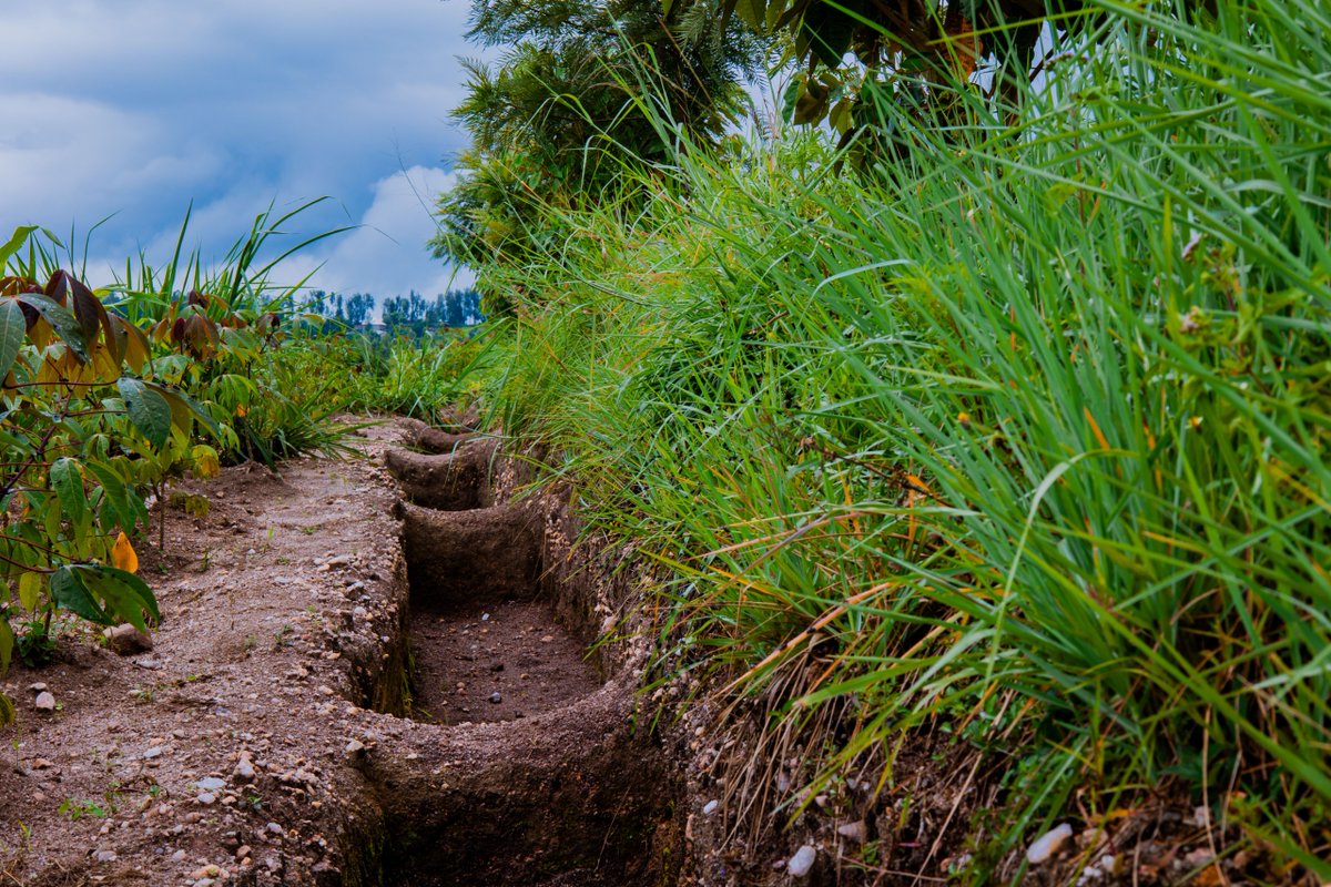 IITARWANDA's tweet photo. Farmer observation and adoption #SeeingIsBelieving! 

As part of its sustainability approach, @CANALLS_Project convened farmers &amp; agri-processing actors to learn from agroecological trials in @Kamonyi. Practices showcased: soil erosion control &amp; cassava intercropped with beans. https://t.co/XDzHWHOsnt