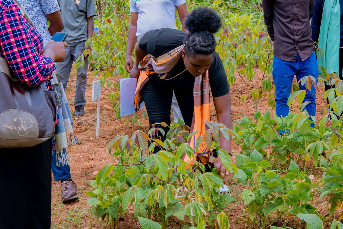 IITARWANDA's tweet photo. Farmer observation and adoption #SeeingIsBelieving! 

As part of its sustainability approach, @CANALLS_Project convened farmers &amp; agri-processing actors to learn from agroecological trials in @Kamonyi. Practices showcased: soil erosion control &amp; cassava intercropped with beans. https://t.co/XDzHWHOsnt
