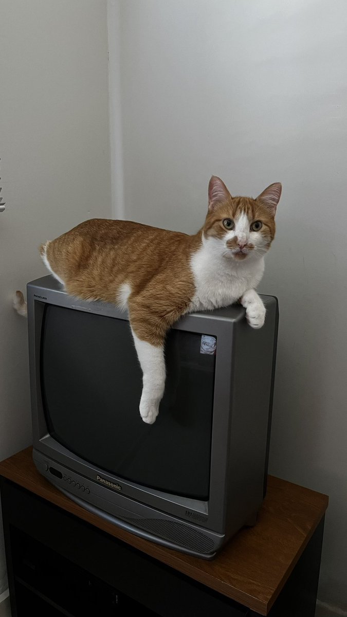 Haru Conta Nova tweet media