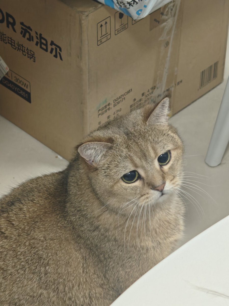 猫酒 tweet media