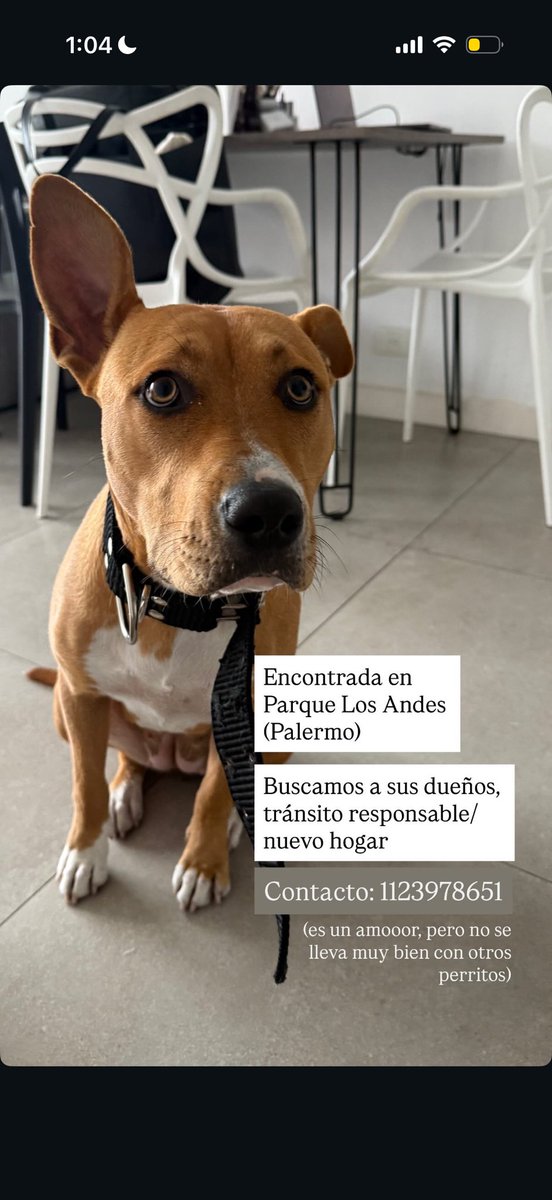 Camila Mirabal tweet media
