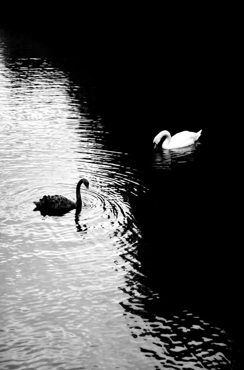 📷 Master of the Monochrome: Alan Schaller
Ever wonder how someone can turn a crowded city into a minimalist masterpiece? Meet Alan Schaller, the contemporary British photographer redefining the art of the street.
Born in 1988, Schaller didn’t actually start behind the lens. He