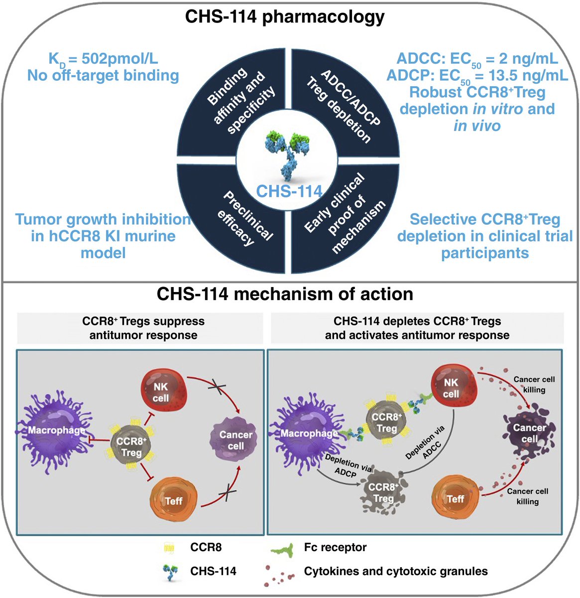MCT_AACR's tweet photo. New #FirstDisclosure in the May issue—CHS-114: An Afucosylated Anti-CCR8 Monoclonal Antibody that Selectively Depletes Intratumoral Treg Cells and Induces Antitumor Immune Responses https://t.co/AmGBGNTrTo #OpenAccess https://t.co/ngUXLhymf6