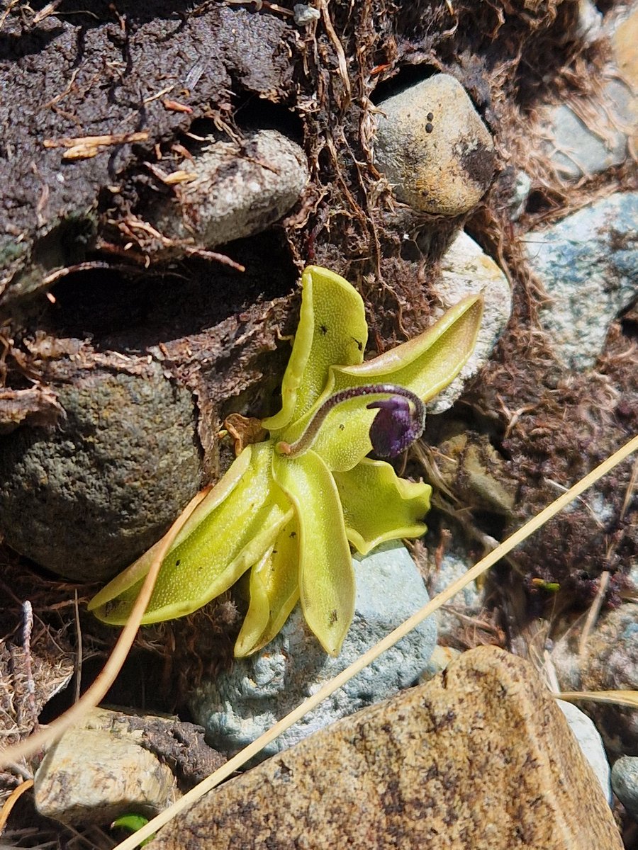 ToursNatural's tweet photo. Loch Coruisk never fails to amaze especially when the weather is as good as today! Predators of all sizes on display from a Golden Eagle along the ridges and Common Seals loafing at the entrance to tiny sticky Sundews and insectivorous Butterworts. 1st Tysties of the holiday (3) https://t.co/drbb5faR4b
