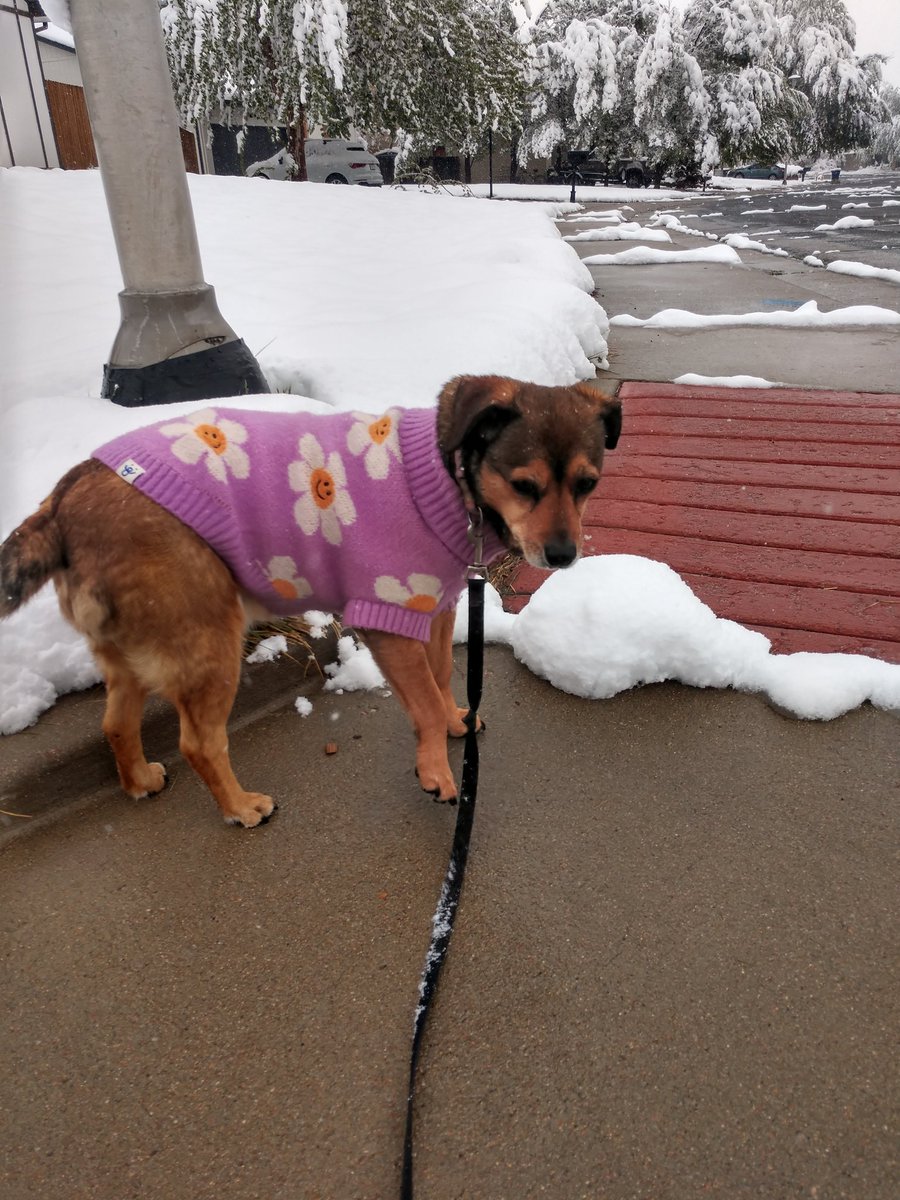 JenniferCHicks's tweet photo. About 7-8 inches in my Arvada neighborhood. The roads are clear, but I saw several branches down. Shake your trees! #cowx https://t.co/0E44MU4jjx