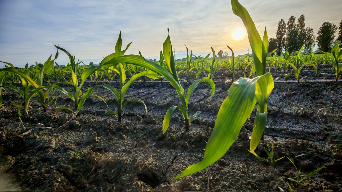 LilliFerraro's tweet photo. Corn at sunset https://t.co/gXCCEHXNw6