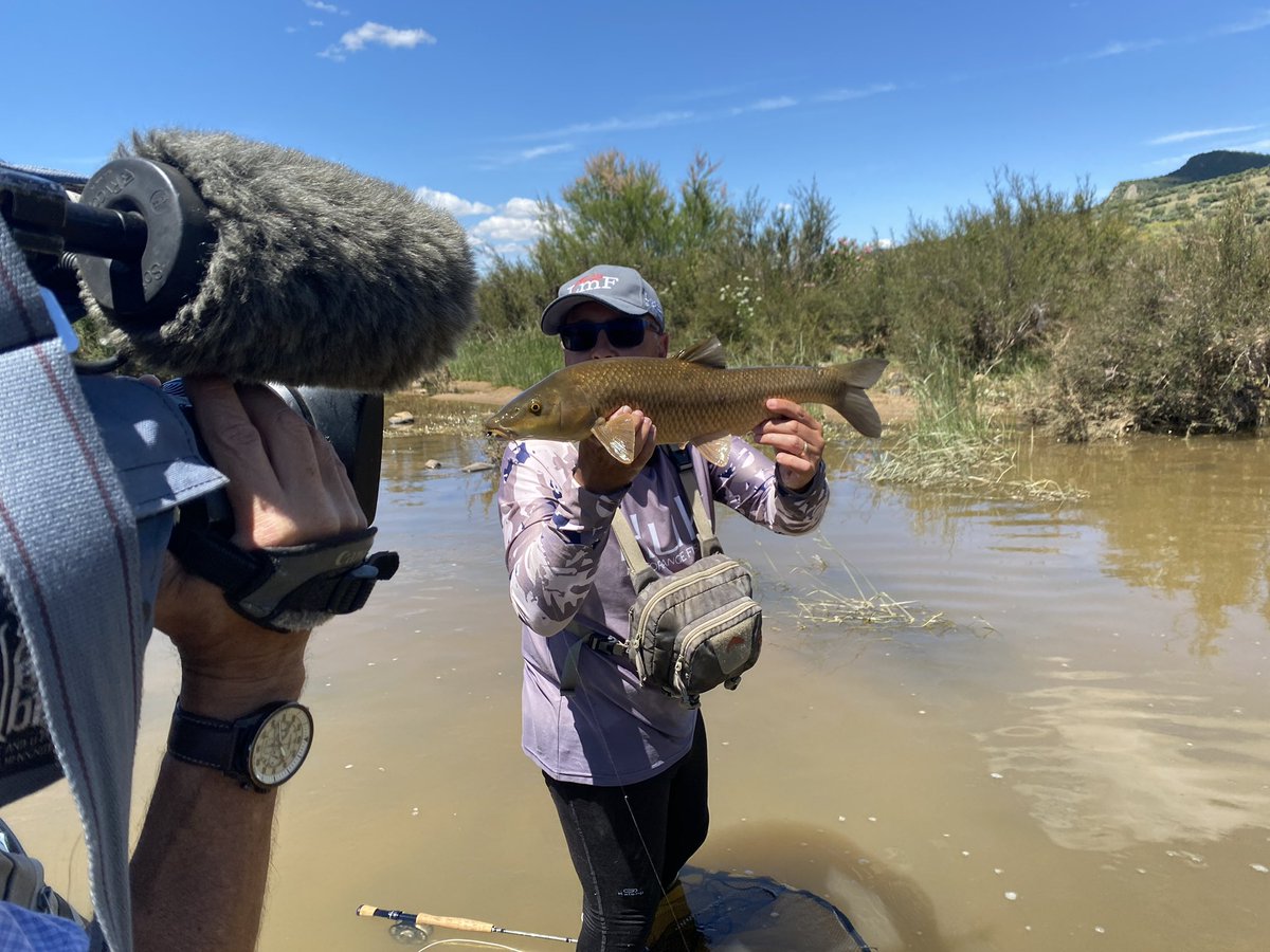 LancesCanalSur's tweet photo. Esta mañana nos hemos ido a Castilla-La Mancha en busca de barbos toda vez que en Andalucía está vedad la pesca de este ciprínido, una sinrazón que no viene al caso ahora. La pesca ha estado muy complicada porque los peces estaban poco activos y el agua muy turbia. https://t.co/i8tLu7slLP
