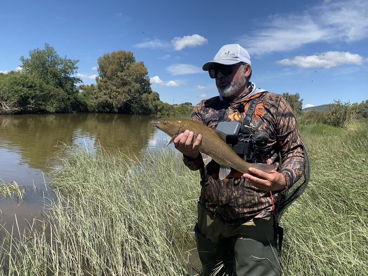 LancesCanalSur's tweet photo. Esta mañana nos hemos ido a Castilla-La Mancha en busca de barbos toda vez que en Andalucía está vedad la pesca de este ciprínido, una sinrazón que no viene al caso ahora. La pesca ha estado muy complicada porque los peces estaban poco activos y el agua muy turbia. https://t.co/i8tLu7slLP