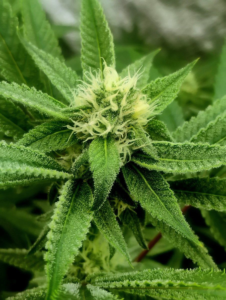 Tre8DaGreat's tweet photo. There's a whole learning curve, when it come to Organics. Plus, if you're adding LED's into the mix too. You're basically learning how to grow all over again. But when you finally get it 😮‍💨😮‍💨🤌🏽🤌🏽! https://t.co/nqYz8lHaKb