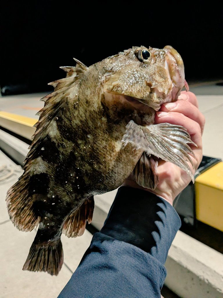 sW8Po4l9Wc8mI1's tweet photo. えげつないサイズのカサゴが釣れた(⁠•⁠ ⁠▽⁠ ⁠•⁠;⁠)
これだけデカいヤツは何十年ぶりだろう？ https://t.co/4g8lLR2iFS