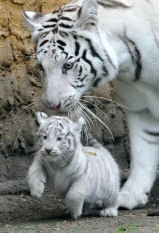 Nature and Animals world 🌎 tweet media