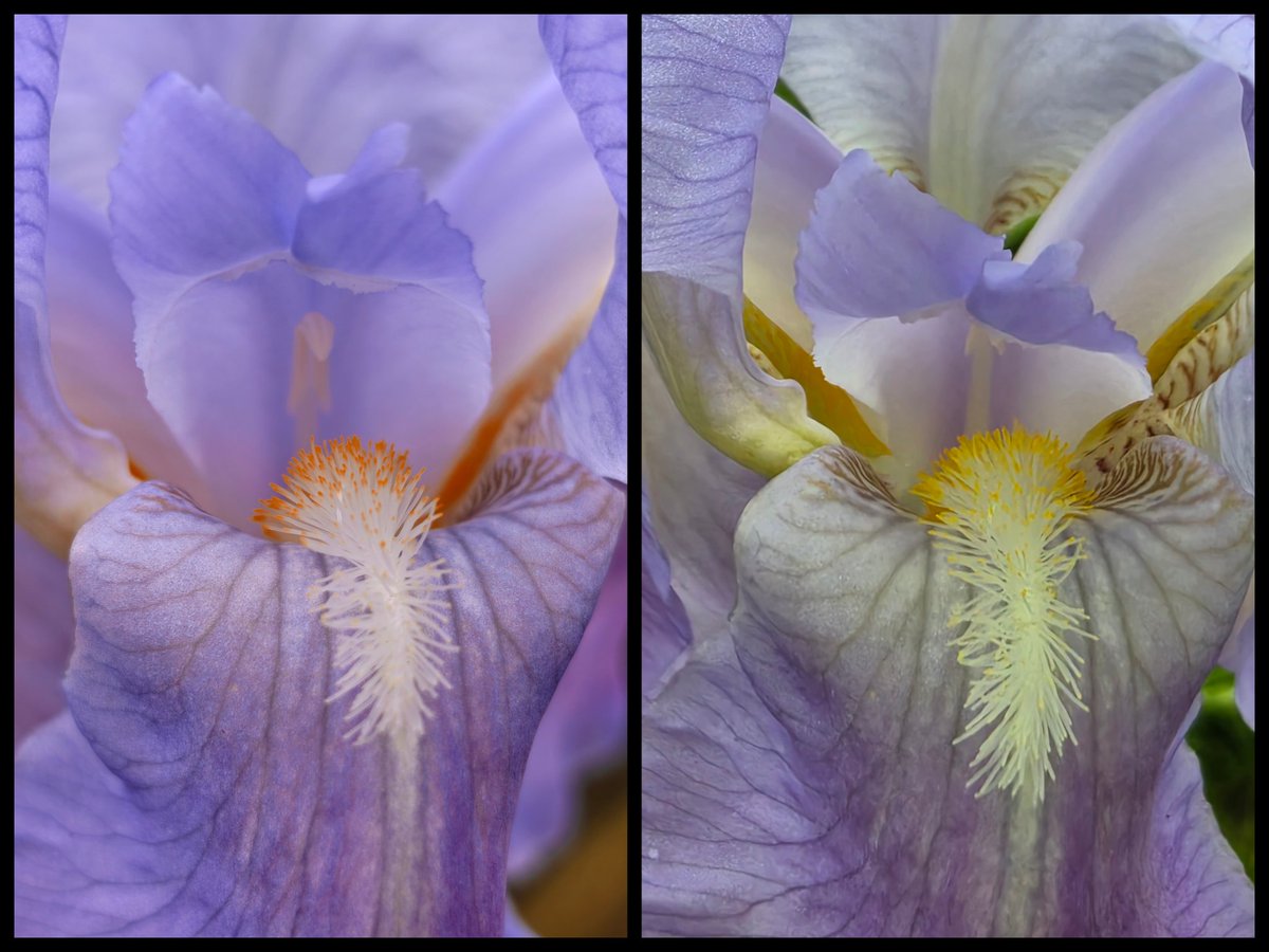 lesnox's tweet photo. Battle photo : HONOR Magic 8 Pro vs Samsung Galaxy S26 Ultra 📸
J’ai testé plusieurs scènes dans les mêmes conditions : clocher, macro fleur, ciel chargé, zoom… https://t.co/oDE970DU1D