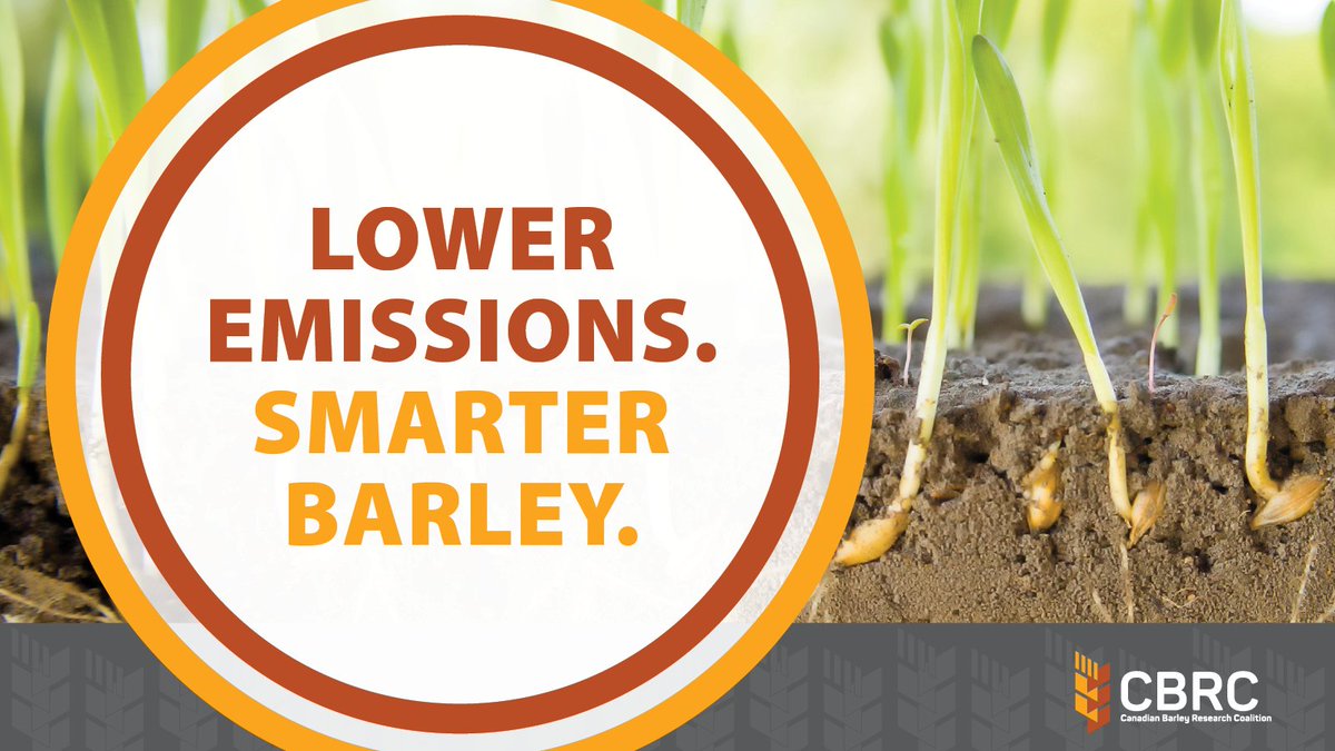 Canadian Barley Research Coalition tweet media