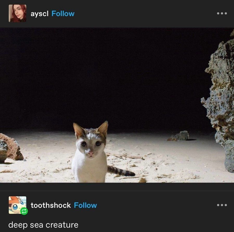 Tweets Of Cats tweet media