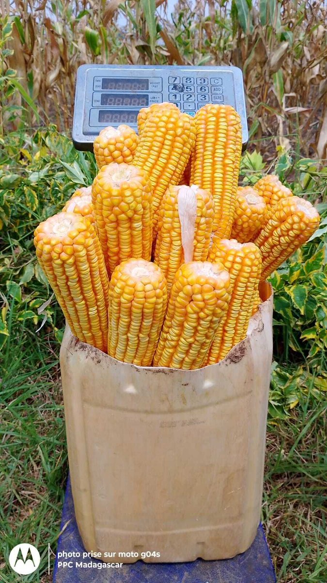 FfFarming's tweet photo. Testimony from PPC Madagascar: "Hello my dear friends, I want to share with you, how we are blessed in 2026 . We get 6.5 Ton/Ha of maize, on our démonstration field vs 1.3 t/Ha (national average). God is good🙌 ". #foundationsforfarming https://t.co/GajZ6oEPlc