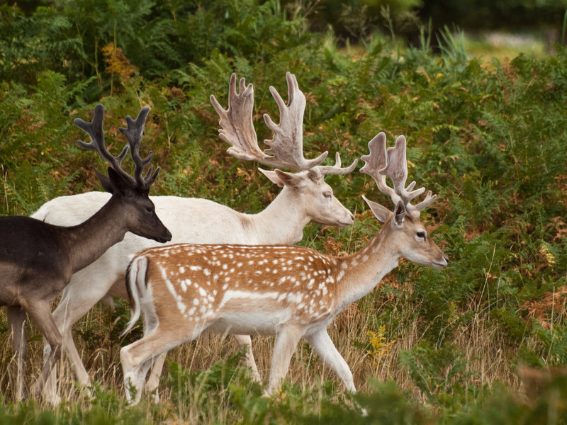 BiancoDavinci's tweet photo. three different colourations of a fallow deer. https://t.co/Ybv3dU9yDV