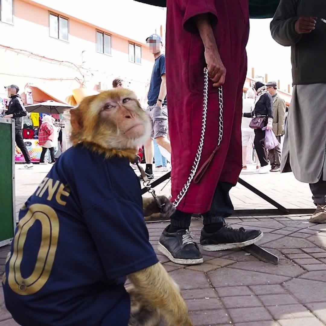 Is this what football fans really want? ⚽ 🐒

Wild animals in chains, dressed in the shirts of their favourite players, being exploited for profit?

We don’t think so - and that’s why we’re asking the authorities in Marrakesh to put an end to the suffering of macaques, before