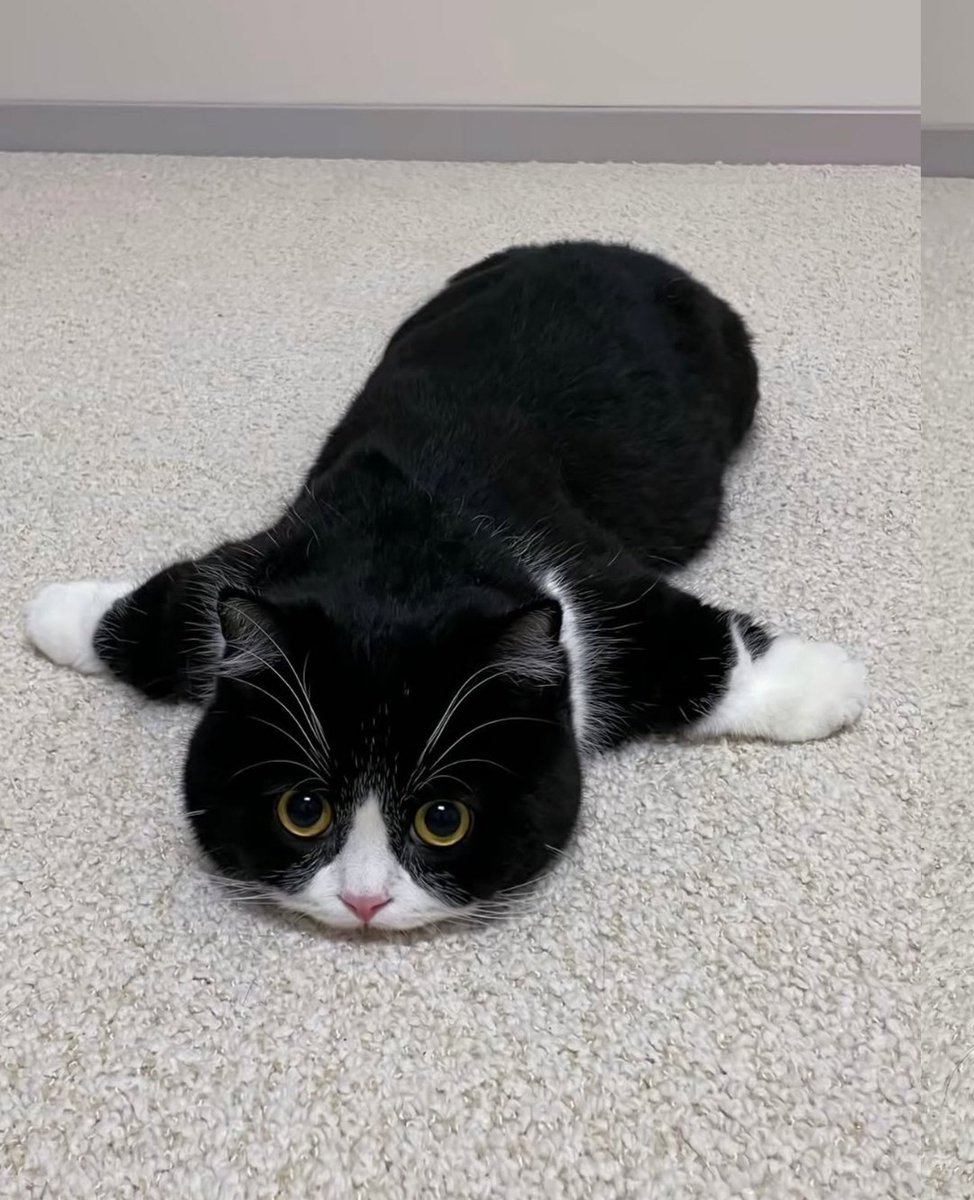 Cat 🐈 tweet media