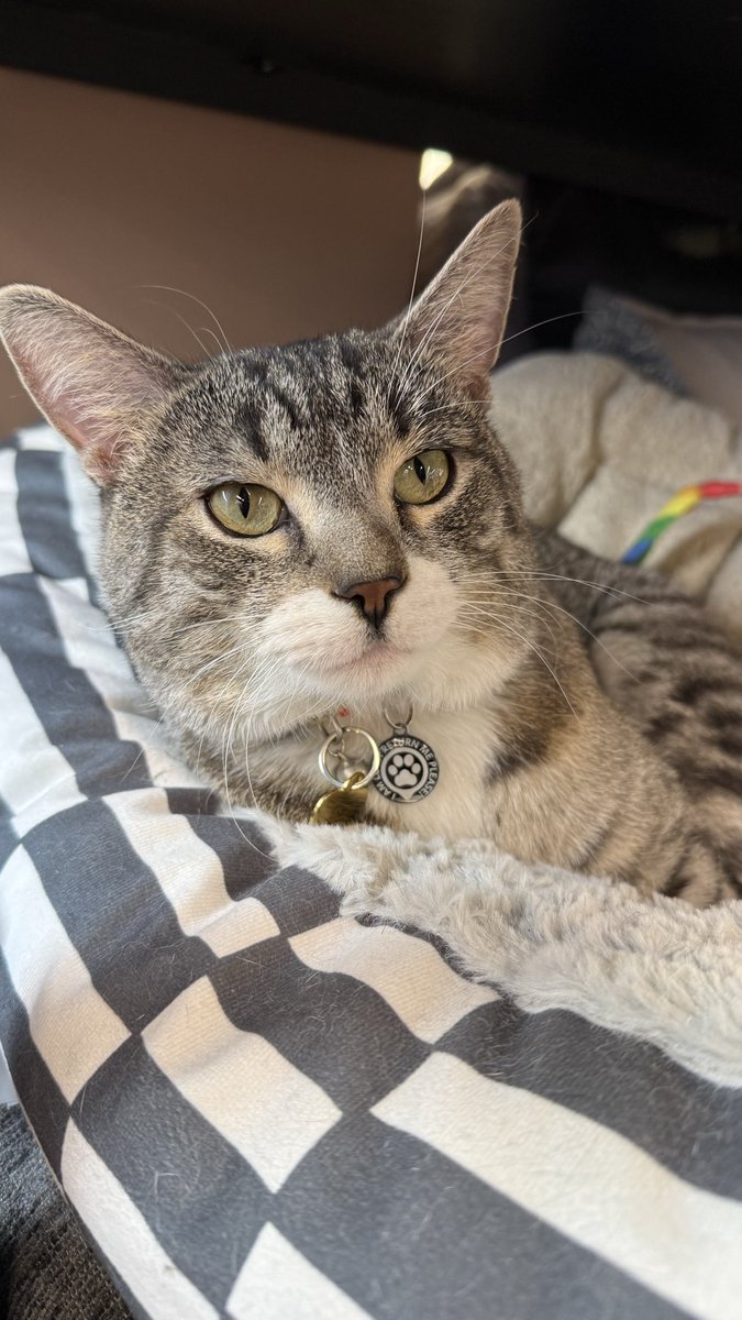 Happy Wednesday from adoptable kitty, Roman!  Roman is all cozied up in his comfy bed, daydreaming away about finding his very own forever family!  This sweetie loves to play and he loves his togetherness time too, he will be such a well rounded forever family member.