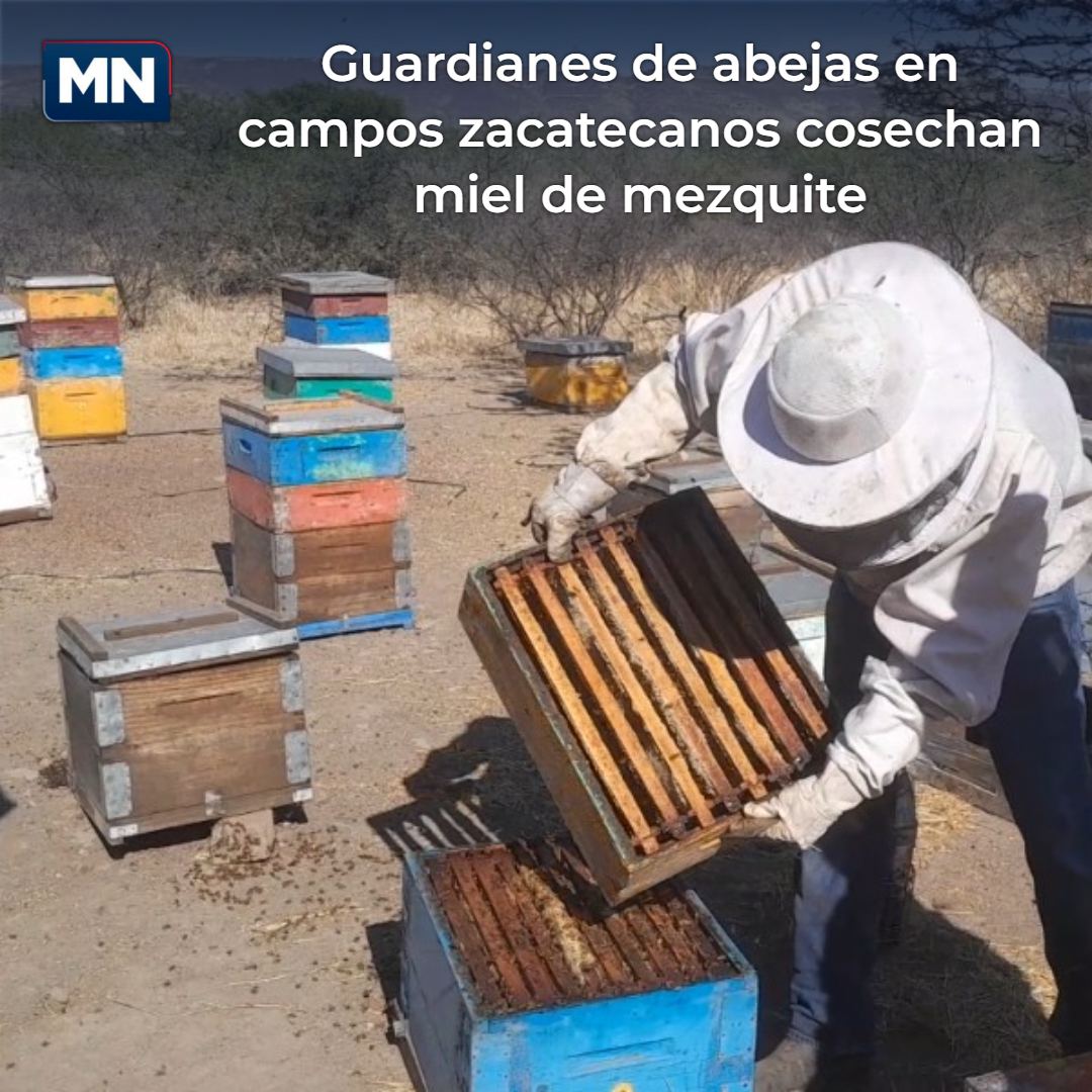 MeganoticiasZac's tweet photo. La apicultura en Zacatecas enfrenta un panorama incierto. Zaid Vera Girón lucha por preservar la miel de mezquite y el legado de su familia en Villanueva. Invitamos a conocer todos los detalles de este relato en nuestro portal. https://t.co/isHR5xbBem https://t.co/R9qFX2L6zk