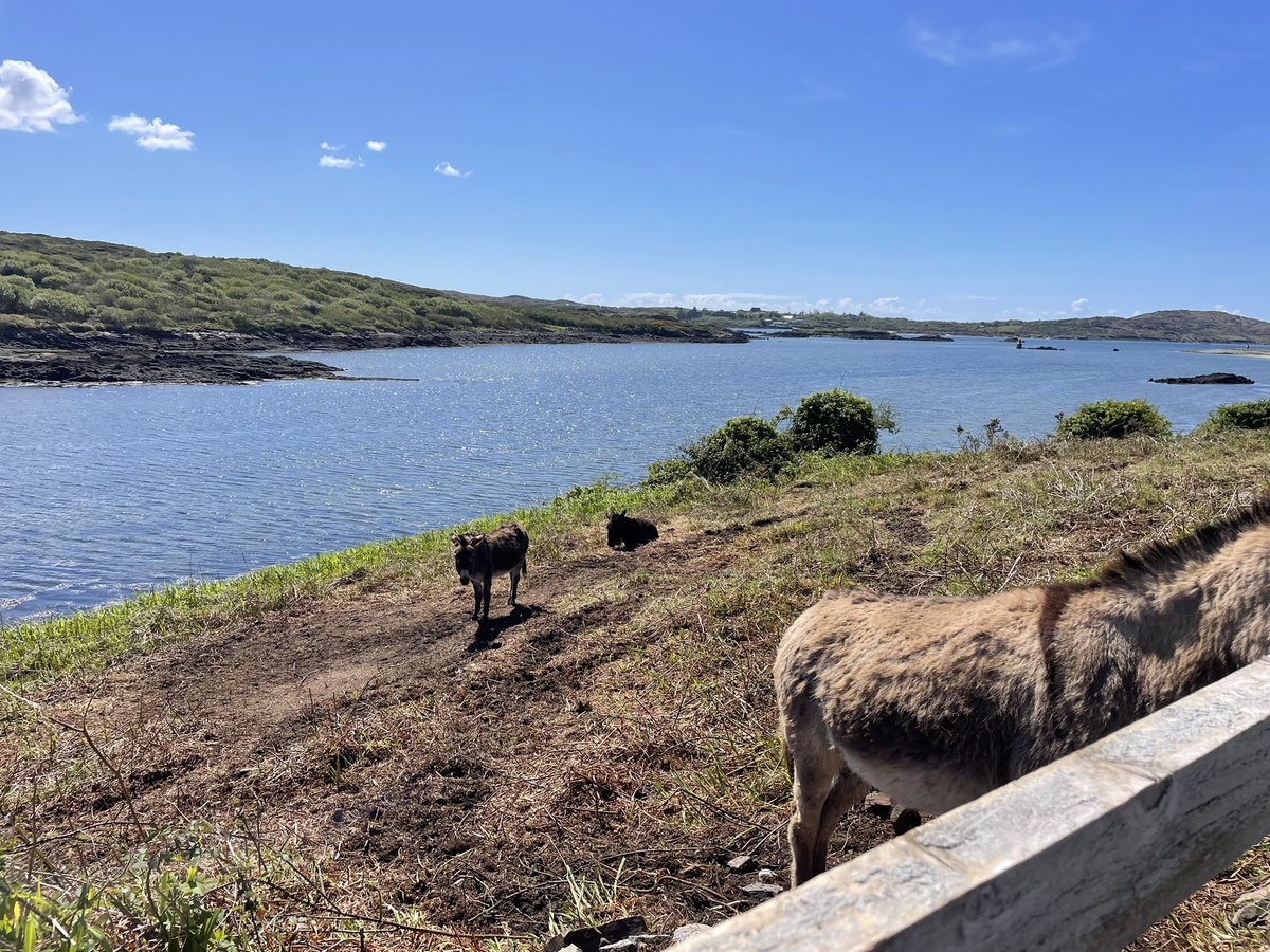 berjeffries's tweet photo. What a gorgeous day 🌞😎 #connemara https://t.co/hBeNodJIkN