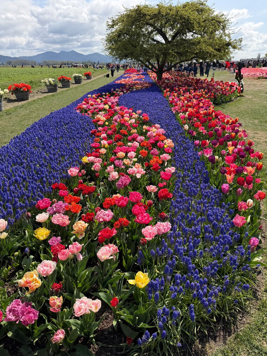 jayfinancialgrp's tweet photo. Our flowers are buried in Colorado right now but here is a photo from our client Sheree of some fabulous flowers from a trip she took. How are your flowers fairing? https://t.co/AuWUjSUV0k