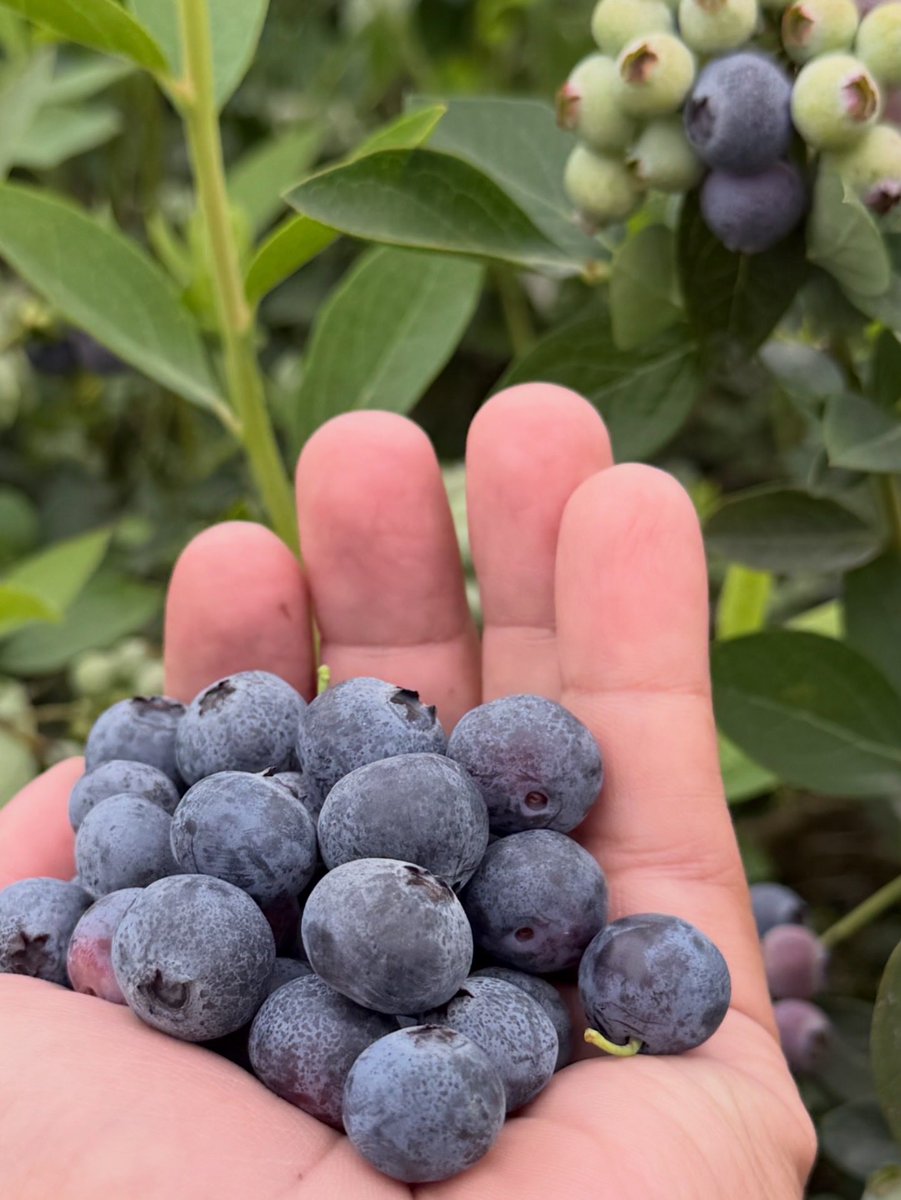 CalAgSolutions's tweet photo. Blueberry harvest in the valley is at full throttle! We are currently injecting LIQUAJIP and FAST TRACK for berry firmness and sizing. https://t.co/I03YewgSD4