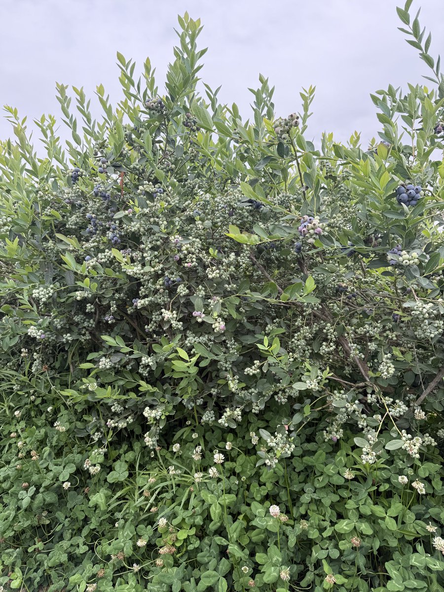 CalAgSolutions's tweet photo. Blueberry harvest in the valley is at full throttle! We are currently injecting LIQUAJIP and FAST TRACK for berry firmness and sizing. https://t.co/I03YewgSD4