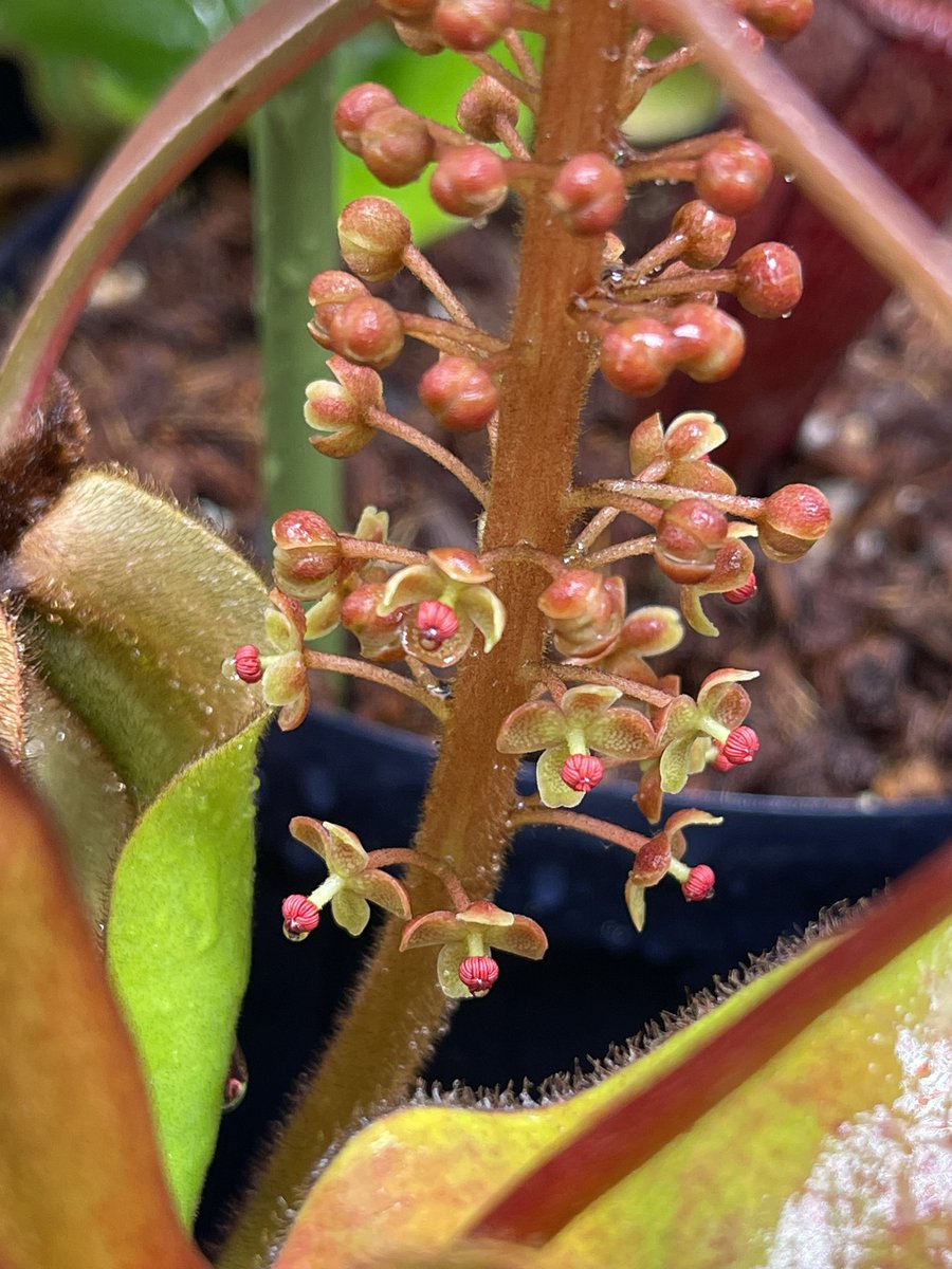 cephMania's tweet photo. オスメスどっちでしょうか！？
#Nepenthes #ネペンテス #ウツボカズラ #初花 https://t.co/GYLkbbV4V0